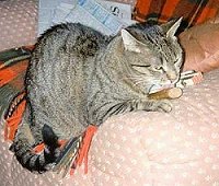 Sri Lanka und Hammer